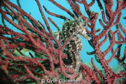 Lined seahorse in the soft coral. by Griff Gainnie 